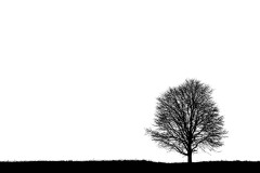 Baum. Raum. Winter.
