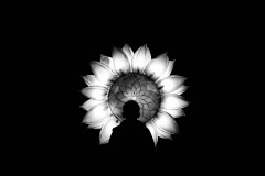 Lichtblume
